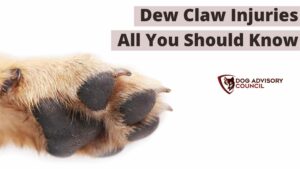 Dew Claw Injuries