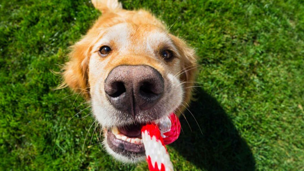 Golden Retriever playing tug of war with a red rope. Dog growls when playing tug of war.