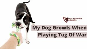 Dog Growls When Playing Tug of War