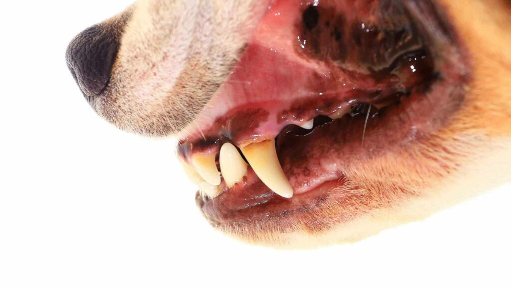 Photo closeup of a dog's teeth. How to clean dog teeth without brushing.