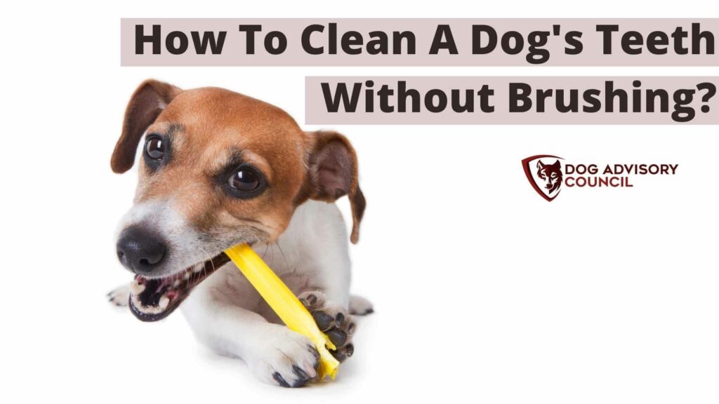 how often should a dogs teeth be brushed