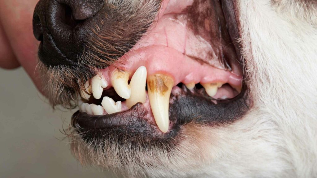 Photo of a dog's teeth with plaque and tartar.