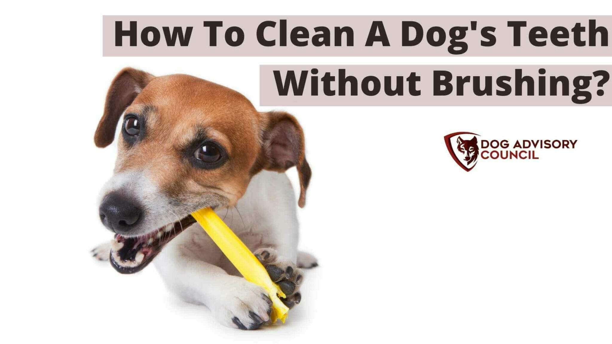 How To Clean Dog Teeth Without Brushing? (Clean Naturally) Dog