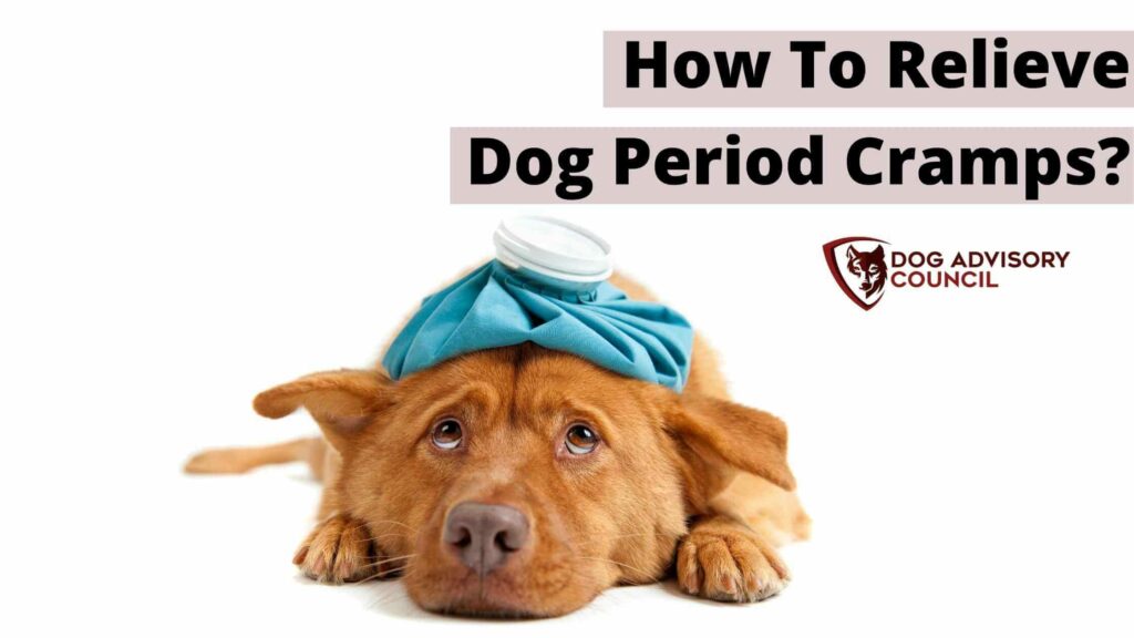 Dog laying down with period cramps. How to Relieve Dog Period Cramps.