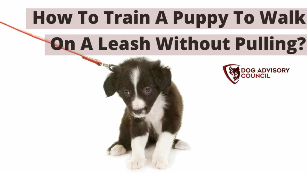 Puppy pulling on a leash. How to Train a Puppy to Walk On a Leash Without Pulling?