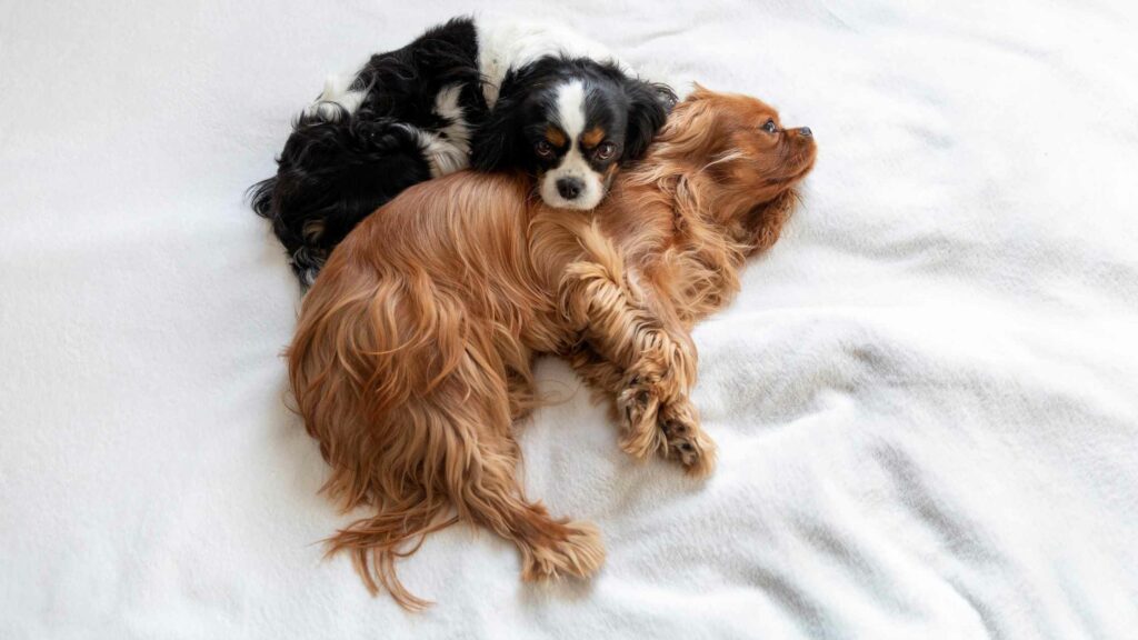 Two dogs laying down on a white sheet.