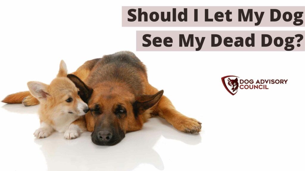 Two dogs laying on the ground. Should I let my dog see my dead dog?