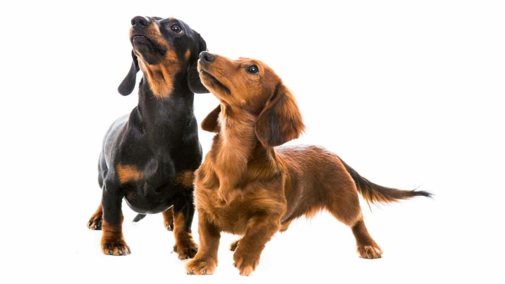 Two cute dachshund looking up.