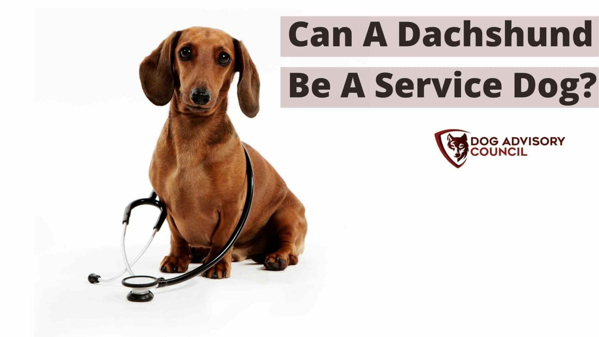 Can a Dachshund Be a Service Dog? (Dachshund Training) Dog Advisory