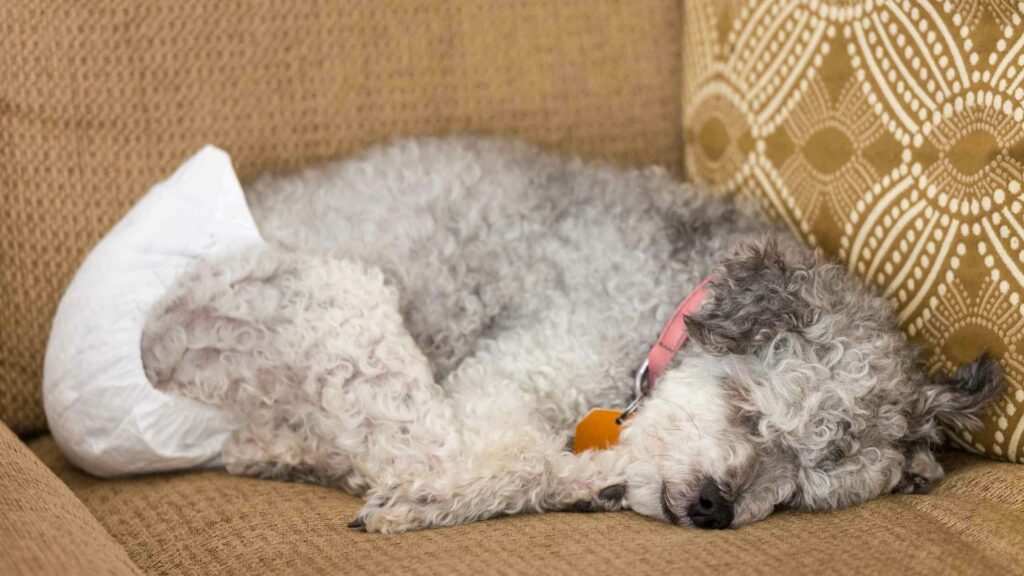 Dog sleeping with a diaper on