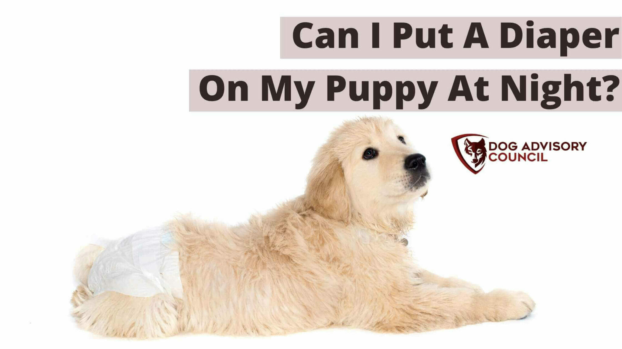 Can I Put a Diaper on my Puppy At Night? (Pros And Cons) Dog Advisory