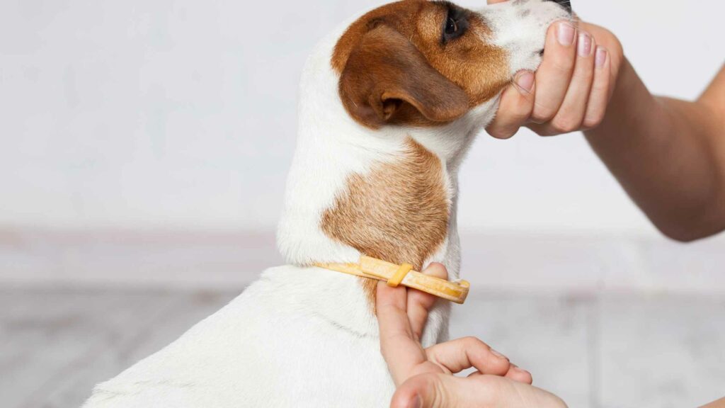 Dog owner placing two fingers under her dog's collar.