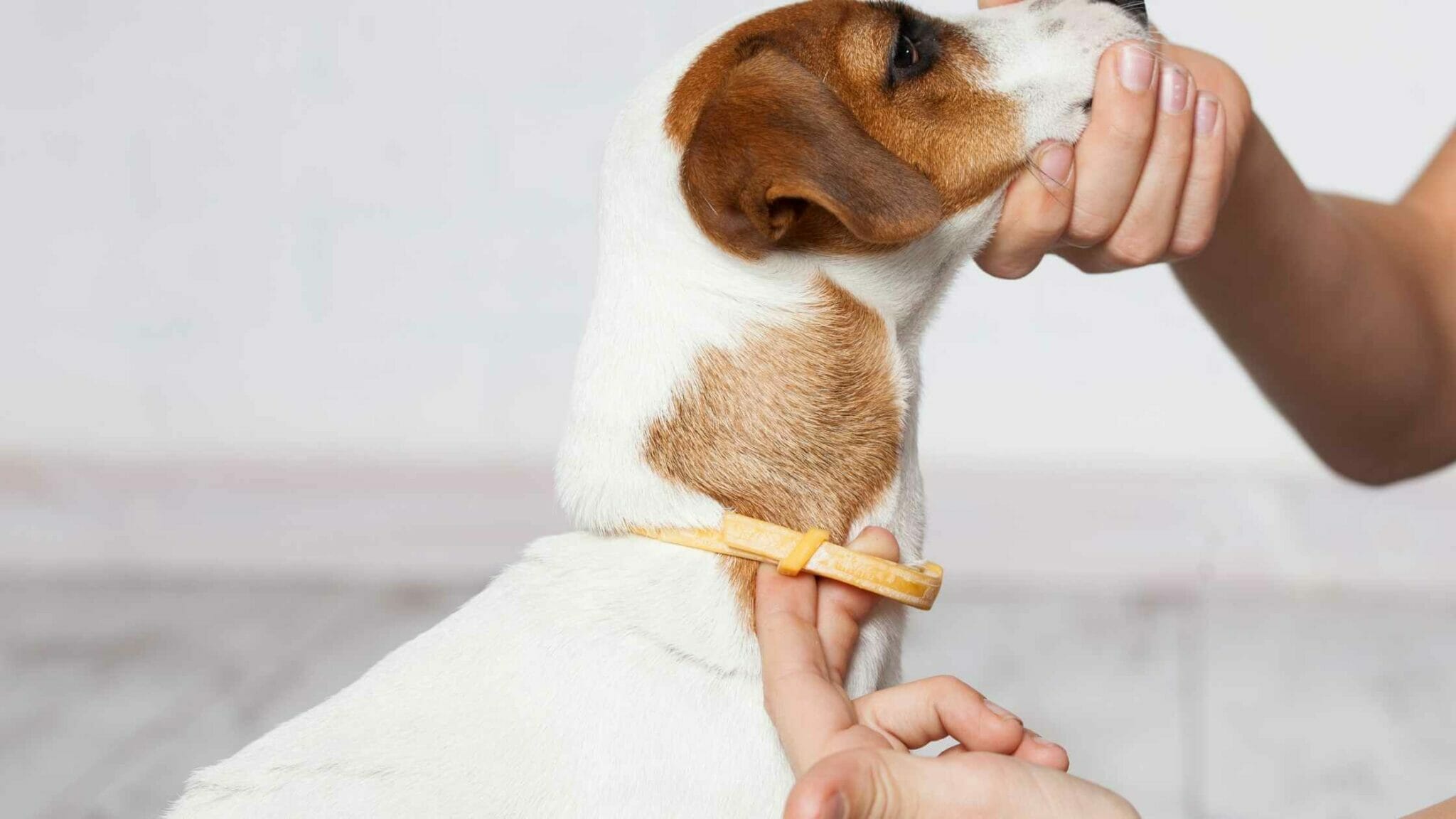 How Tight Should a Dog Collar Be? (Know If It is Too Tight) Dog Advisory Council