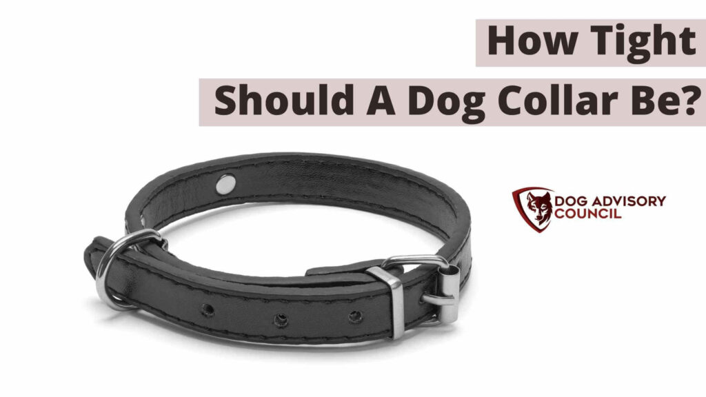 Black dog collar. How tight should a dog collar be.