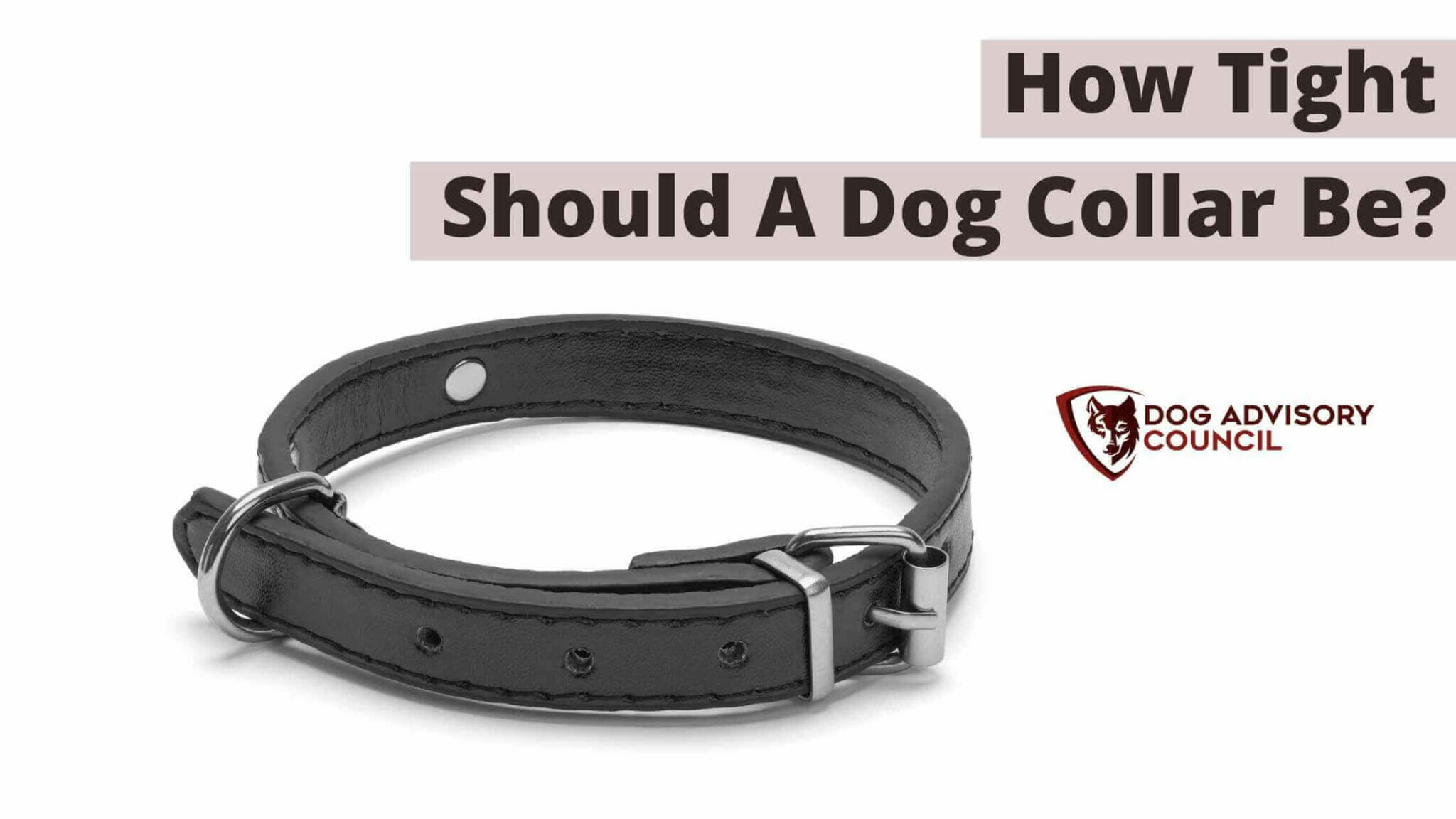 How Tight Should a Dog Collar Be? (Know If It is Too Tight) Dog