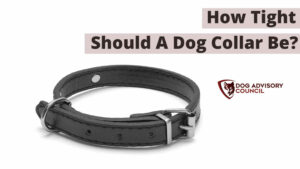 How Tight Should a Dog Collar Be?