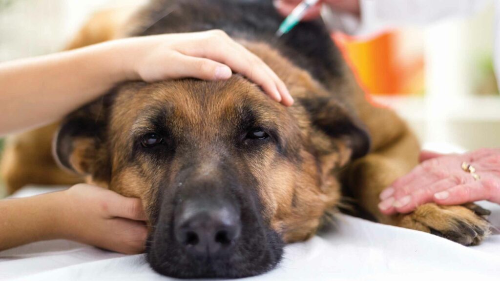 German shepherd dog sick in the veterinarian.