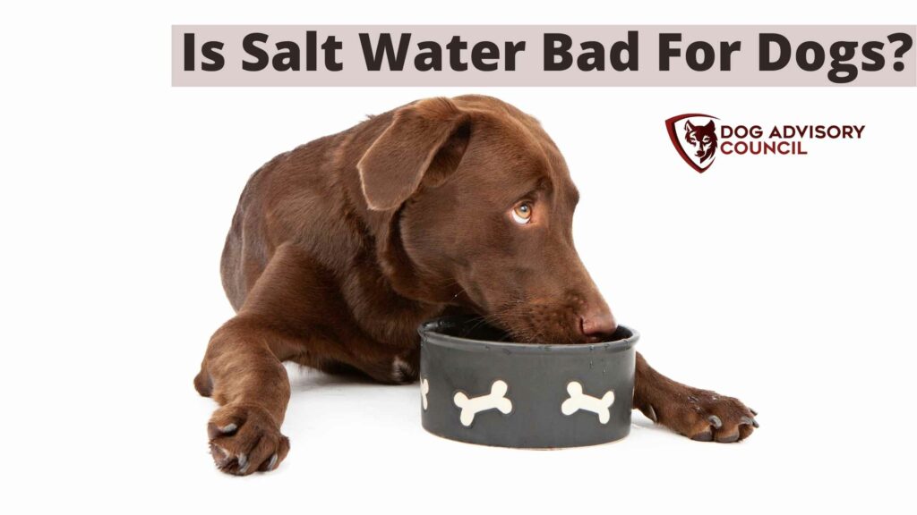 is salt water toxic to dogs