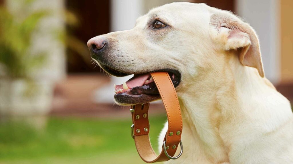 Dog with a dog collar in his mouth