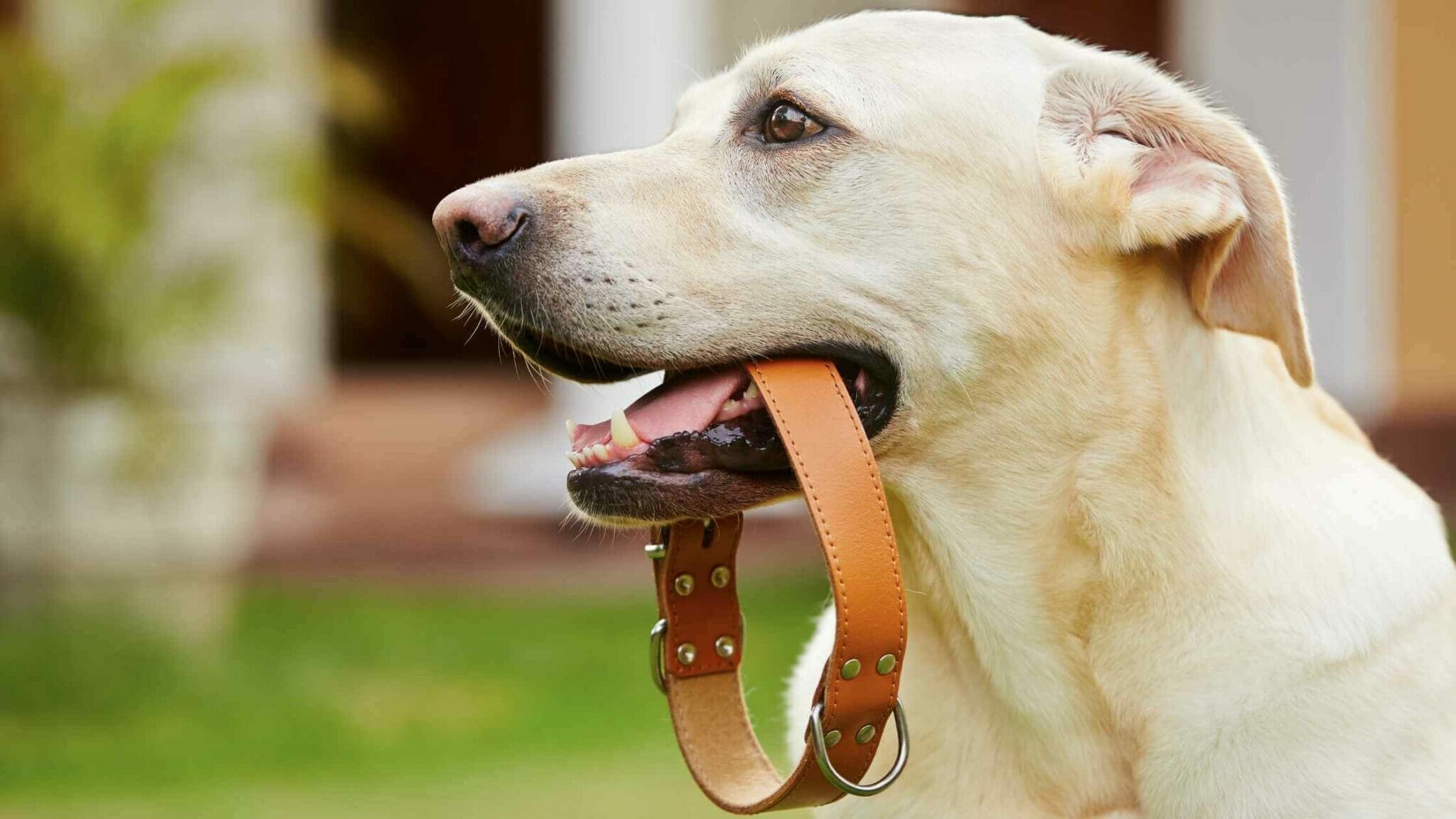 Should My Dog Wear a Collar All The Time? When To Take it Off Dog