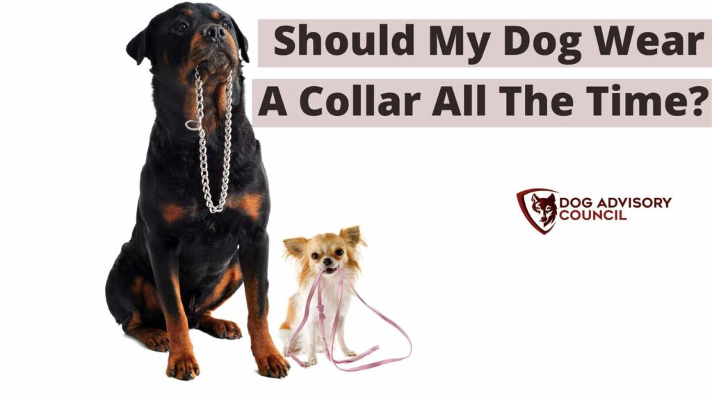 A Rottweiler and a Chihuahua holding their dog collar. Should my dog wear a collar all the time?