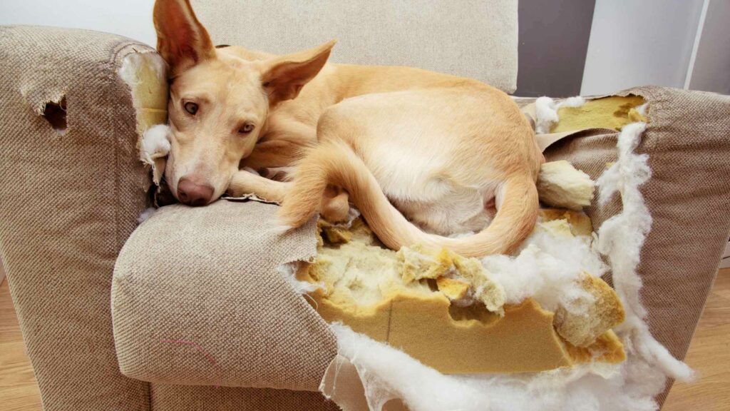 Golden puppy laying on top of a destroyed sofa.