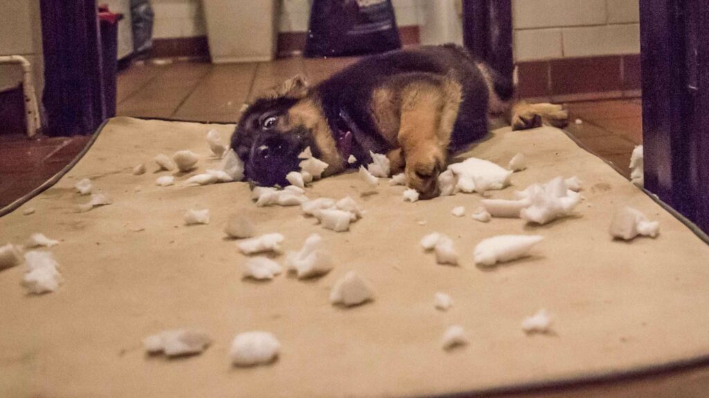 German Shepherd puppy destroying his own bed.