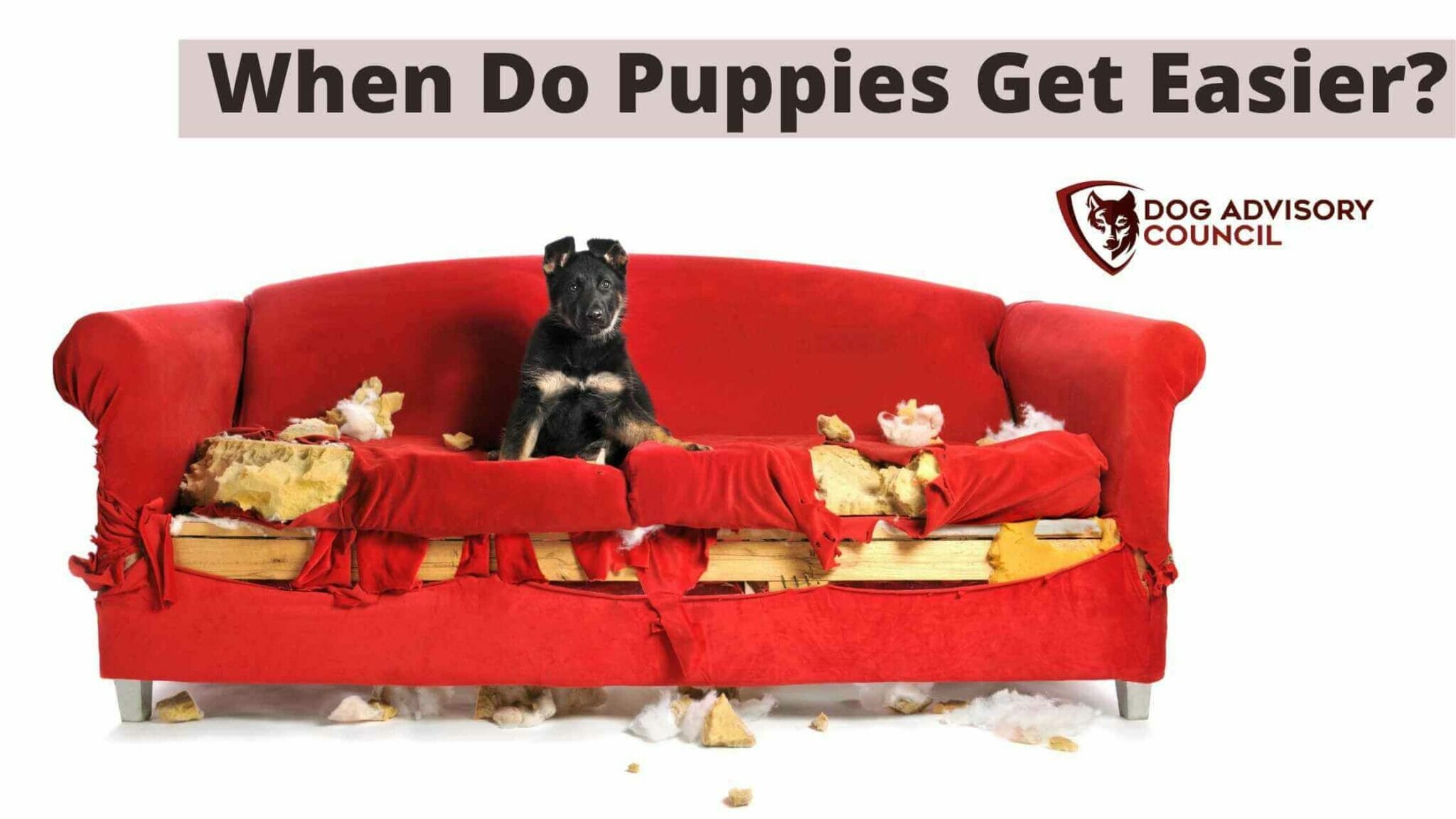 When Do Puppies Get Easier? (How Long Will It Take?) Dog Advisory Council