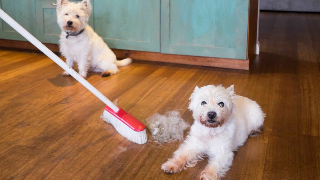 Two white dogs with a broom by their side.