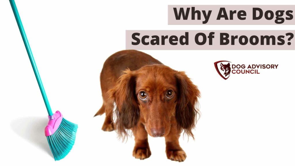 Why Are Dogs Scared of Brooms? (How To Stop This Behavior) Dog