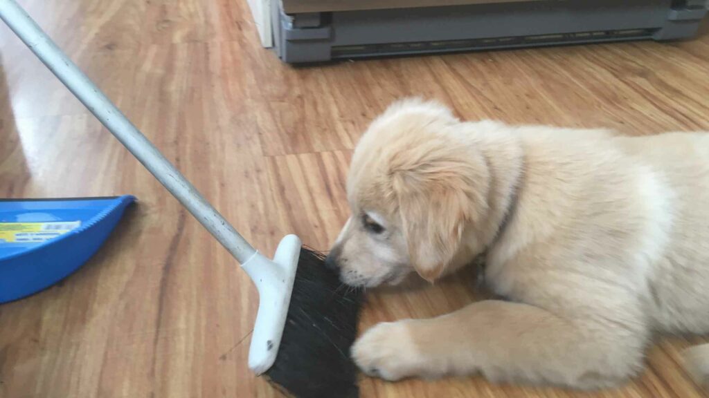 Puppy puts his nose on the broom.