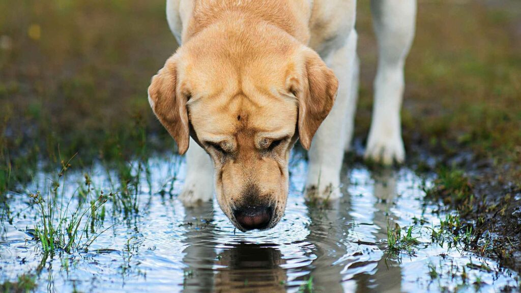 Dog drinking rainwater from a puddle.