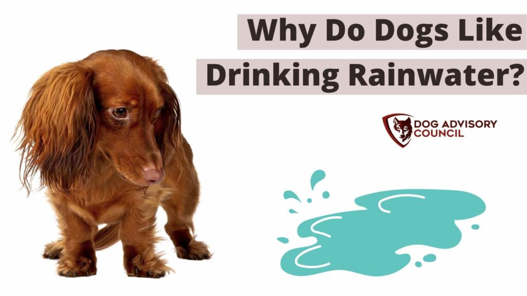 Why Do Dogs Like Drinking Rainwater? Stagnant Water Diseases Dog