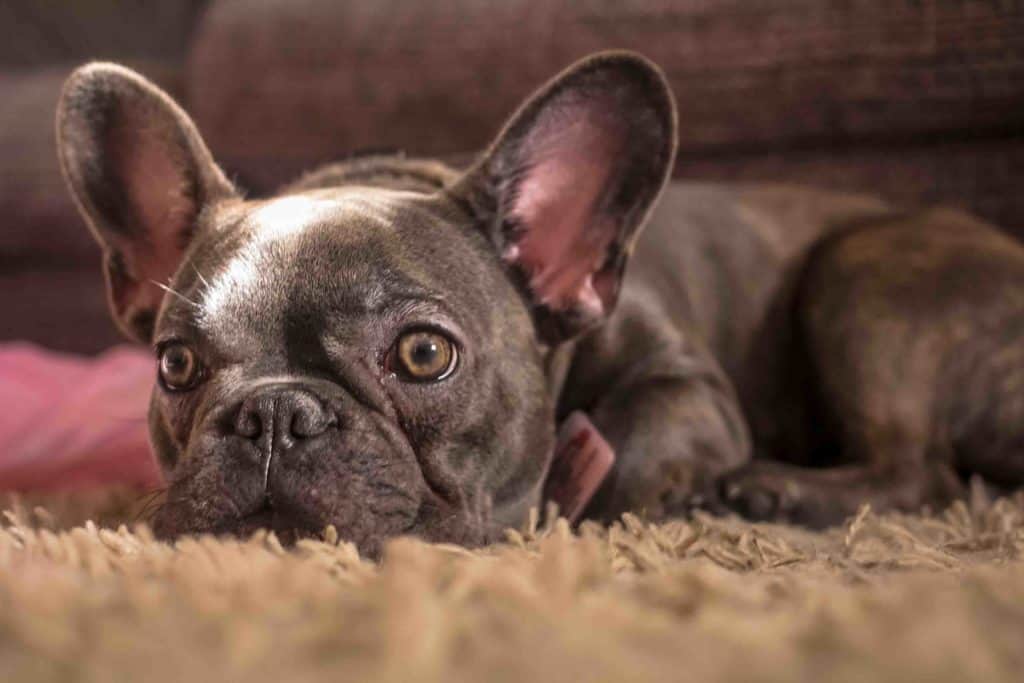 Do French Bulldogs Shed? Photo of a French Bulldog laying down in a carpet.