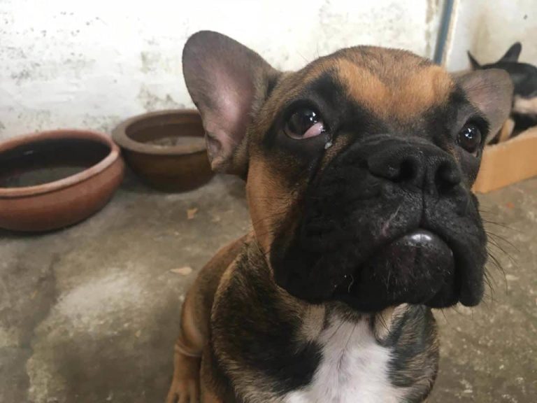 Dealing With French Bulldog Cherry Eye (Treatment Solutions) Dog