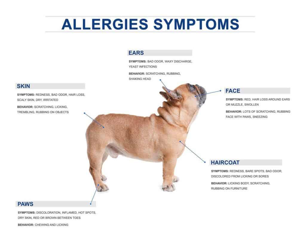 French Bulldog Skin Problems and How to Deal With It | Dog Advisory Council