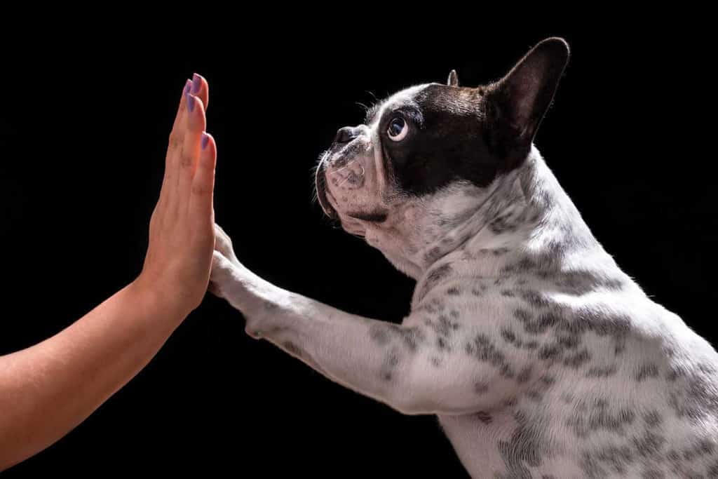 French Bulldog Training Tips