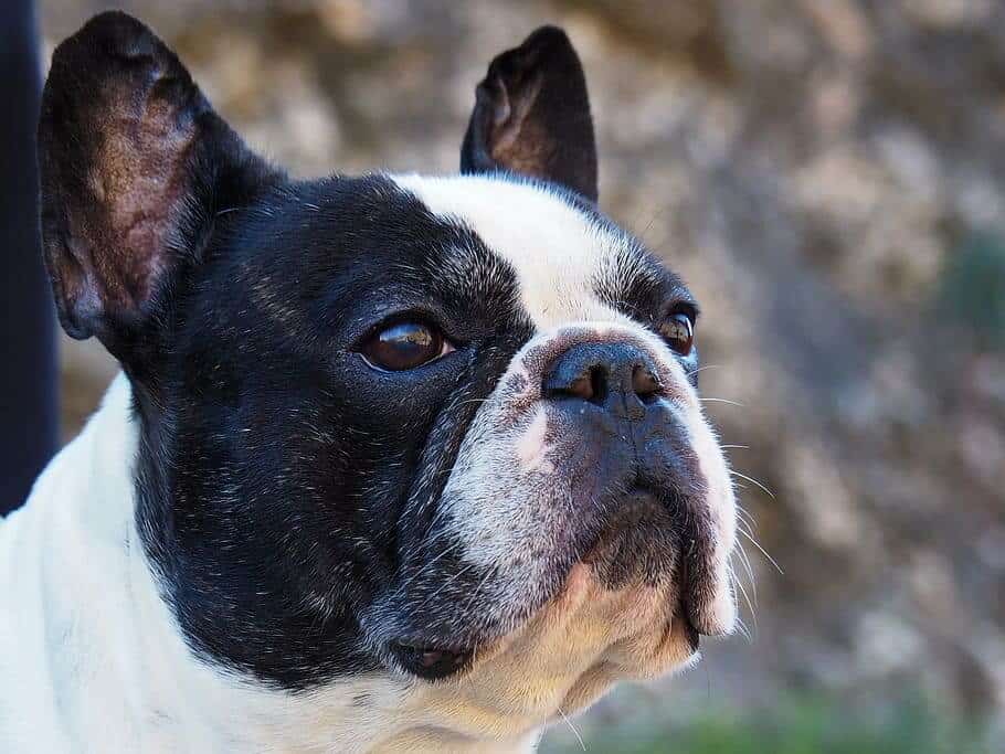 How Long Do French Bulldogs Live