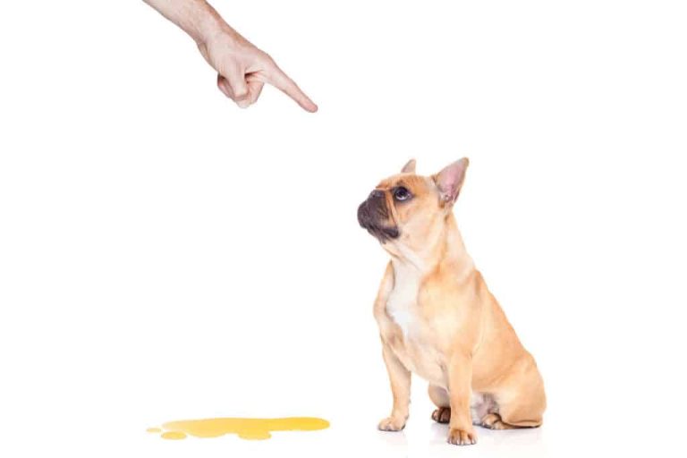 7-successful-tips-on-how-to-potty-train-a-french-bulldog-dog-advisory