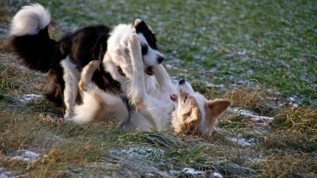 do border collies bite