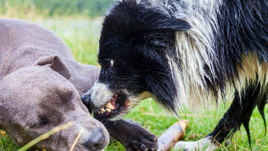 Are Border Collies Aggressive Dogs? Photo of a Border Collie showing his teeth and looking aggressive to another dog.