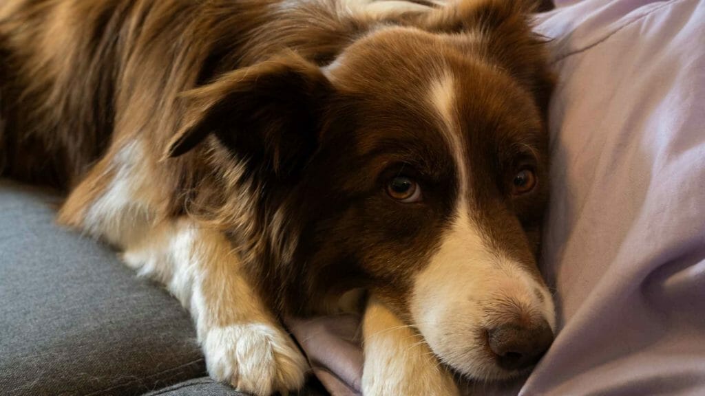 Are Border Collies Good Family Dogs? Photo of a Border Collie laying down in the family sofa.