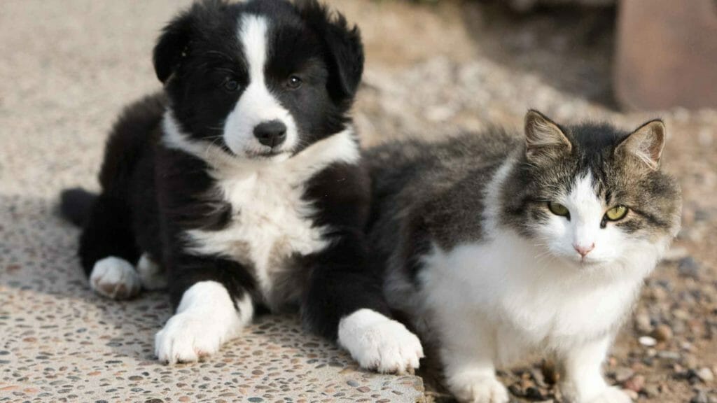 are collies safe with cats