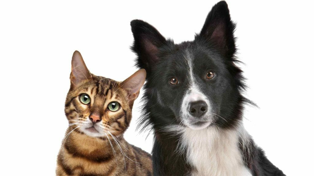 Are Border Collies Good With Cats? Photo of a Border Collie and a cat together