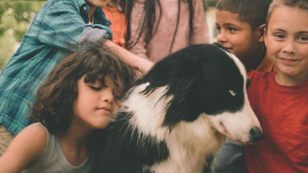 Are Border Collies Good With Kids? Photo of a Border Collie with kids.