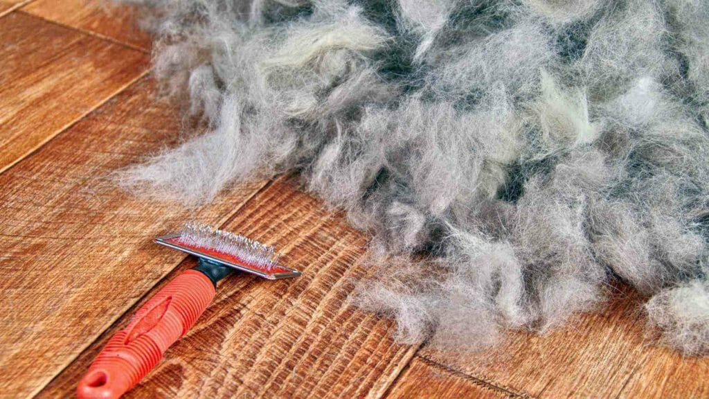 Are Border Collies Hypoallergenic? Photo of a Border Collie fur after being brushed.