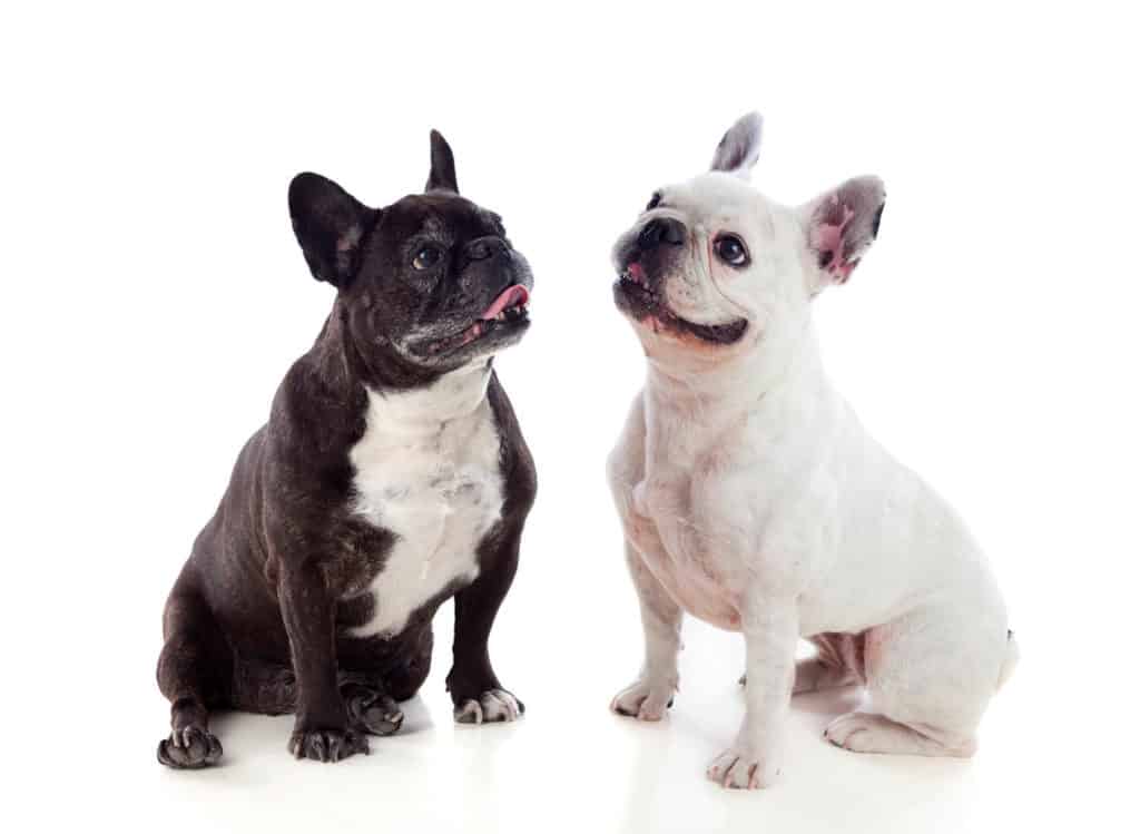 are french bulldogs better in pairs