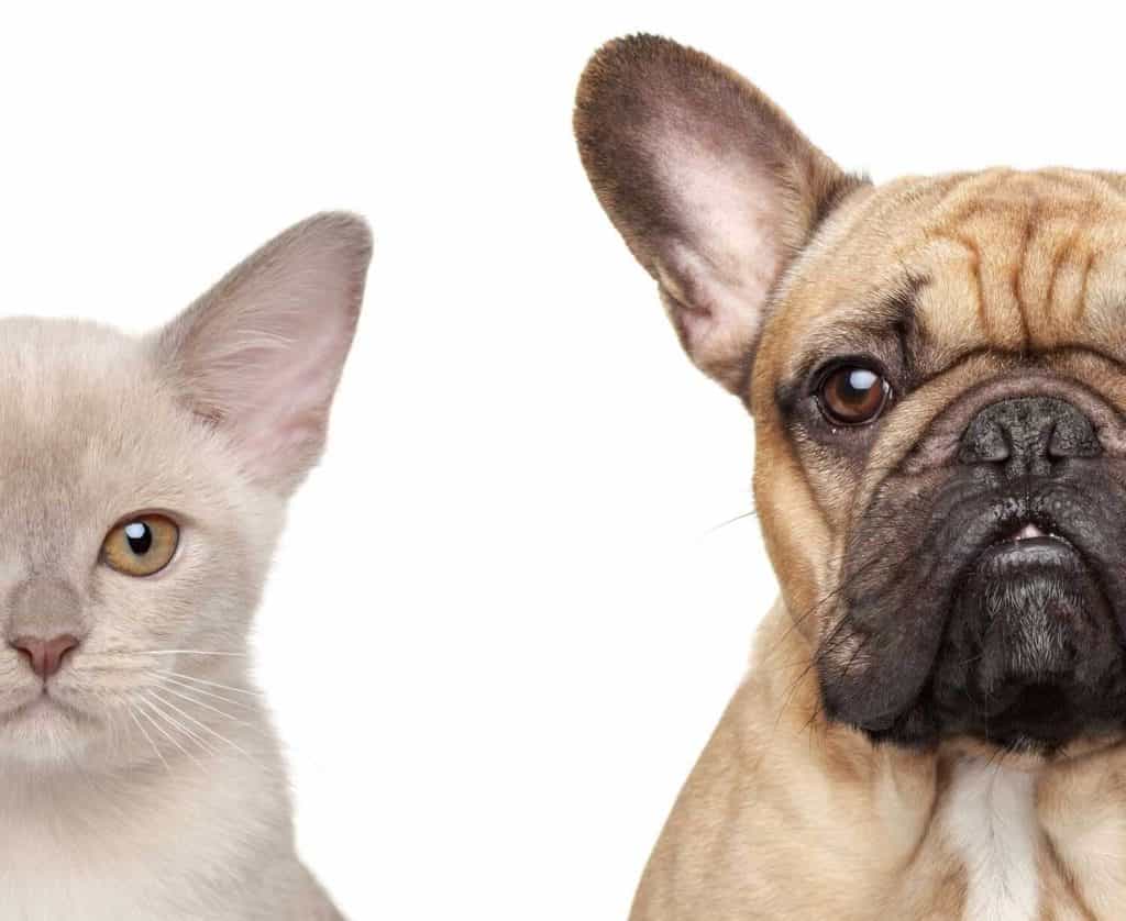 are french bulldogs compatible with cats