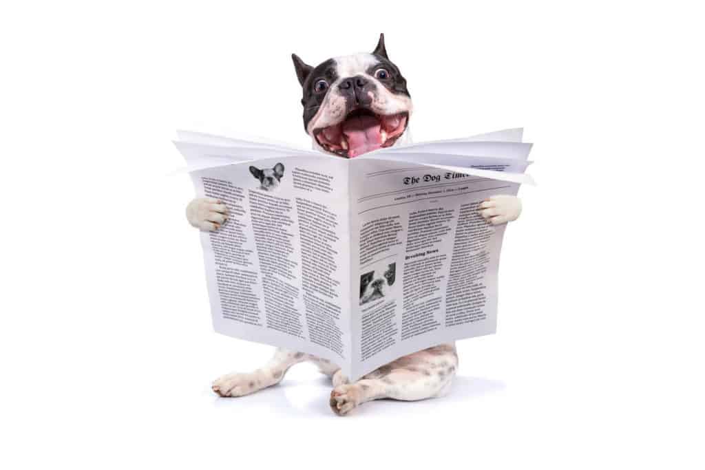 Are French Bulldogs Smart? Photo of a Frenchie reading a newspaper.