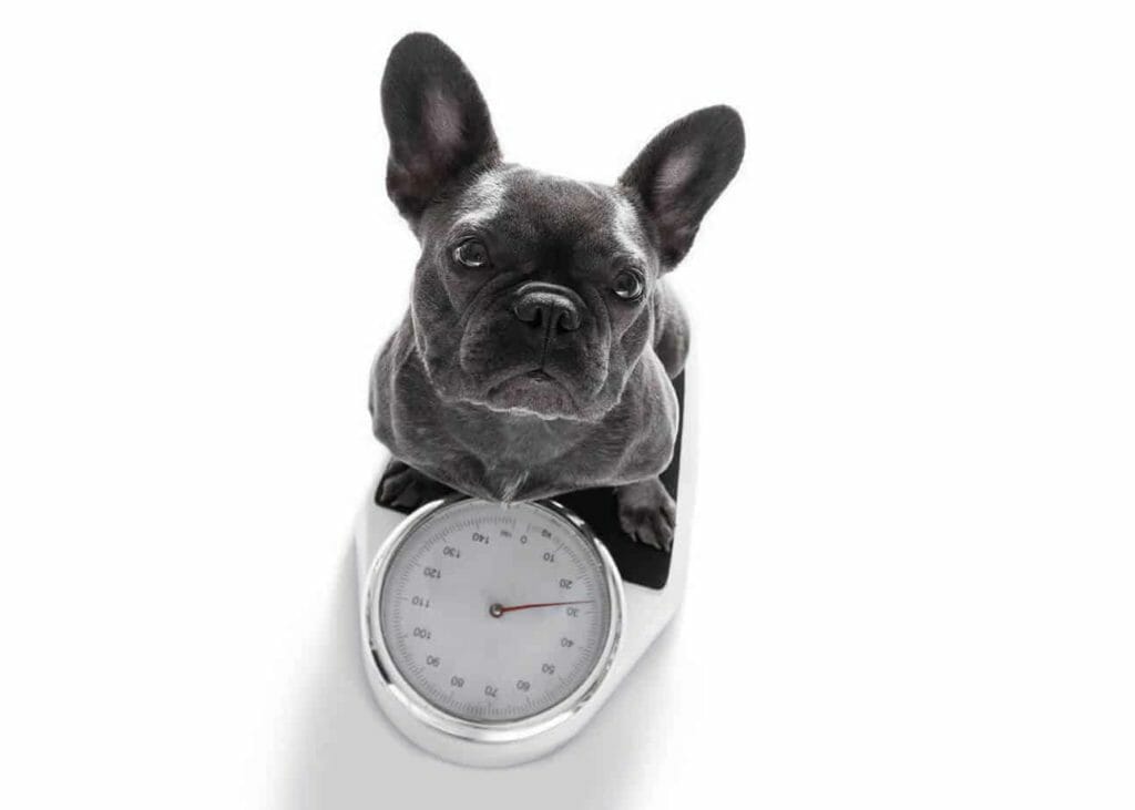 Average Weight of a French Bulldog. Photo of a French Bulldog on top of a scale.